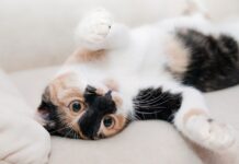 Motivos por los que poner un microchip a tu gato es buena idea gato-microchip