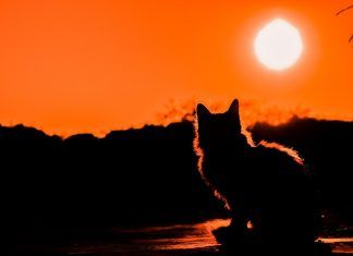 ¿Es malo el sol para los gatos? gato-al-sol