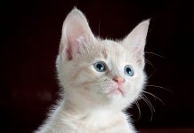 Cómo elegir el mejor cepillo para gatos gato-blanco