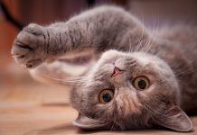 ¿Ven los gatos en la oscuridad? gatos-peleando