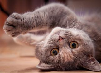 11 Curiosidades sobre los gatos gatos-peleando