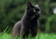 ¿Es cierto que los gatos negros dan mala suerte? adoptar-gato-negro