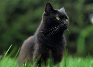 ¿Es cierto que los gatos negros dan mala suerte? adoptar-gato-negro