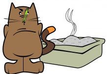 Cómo enseñar a un gato a usar el arenero arenero-gatos