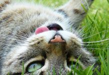 ¿Qué hacer para que un gato esté feliz? gato-feliz