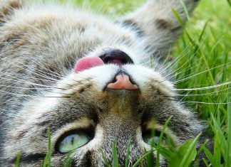 ¿Qué hacer para que un gato esté feliz? gato-feliz