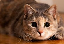 Datos poco conocidos de los gatos