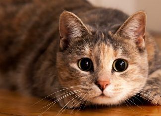 Datos poco conocidos de los gatos