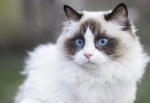 Los gatos Ragdoll ¿cómo es esta raza?