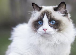 Los gatos Ragdoll ¿cómo es esta raza?