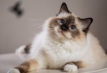 El sagrado de Birmania