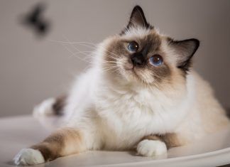 El sagrado de Birmania