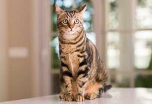 Los gatos y su pelaje: color y genética