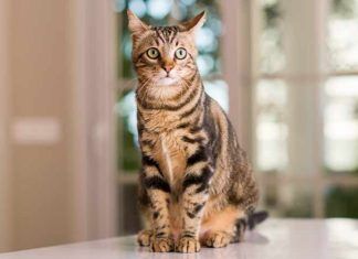 Los gatos y su pelaje: color y genética