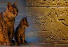 Gatos a través dela historia