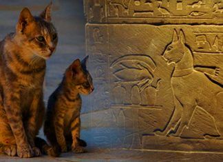 Gatos a través dela historia