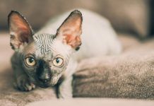 Los gatos y el antiguo Egipto