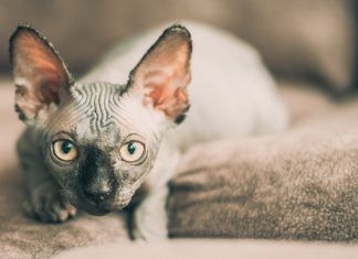 Los gatos y el antiguo Egipto