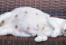 Cómo saber si tu gata está embarazada