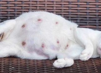 Cómo saber si tu gata está embarazada