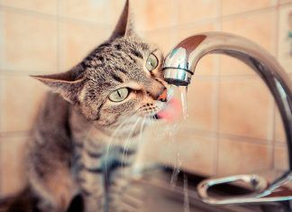 Los gatos, el calor y el sudor