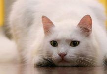 Los gatos y su maravilloso leguaje corporal