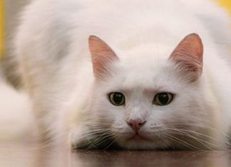 Los gatos y su maravilloso leguaje corporal