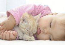 Beneficios de convivir con un gato