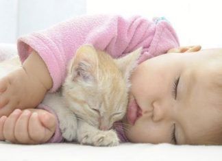 Beneficios de convivir con un gato