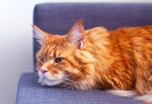 Como cuidar de la mejor manera el pelaje de tu mascota