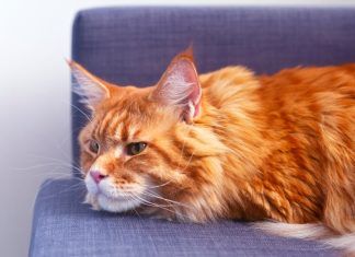 Como cuidar de la mejor manera el pelaje de tu mascota