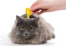 ¿Por qué hay que desparasitar a los gatos?