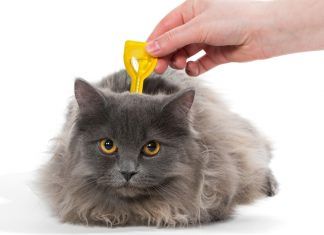 ¿Por qué hay que desparasitar a los gatos?