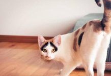 La importancia de esterilizar a nuestros gatos