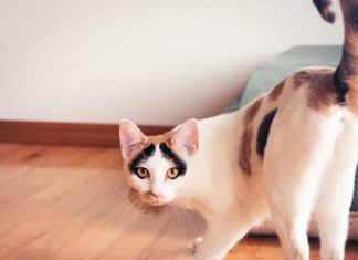 La importancia de esterilizar a nuestros gatos