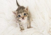 Mitos y Verdades sobre la Convivencia con Gatos: ¡Descubre la Realidad Felina! 🐱😸 ¿Cómo mantener a un gatito bebé?