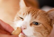Mimos gastronómicos para nuestros gatitos