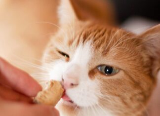 Mimos gastronómicos para nuestros gatitos