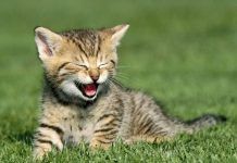 ¿Cómo hacer feliz a tu gato?