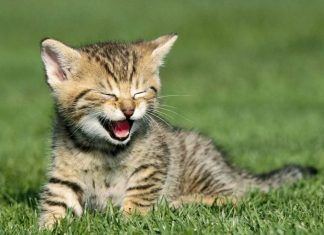 ¿Cómo hacer feliz a tu gato?