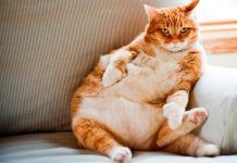 Problemas de obesidad en felinos