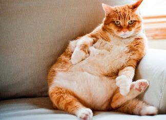 Problemas de obesidad en felinos