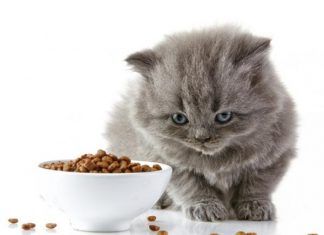 Los pros y contras de los alimentos para gatos