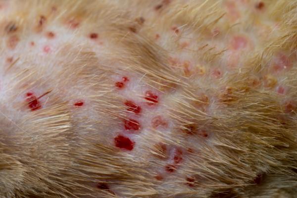 Enfermedades de piel que pueden afectar a tu gato