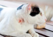 Enfermedades de piel que pueden afectar a tu gato Enfermedades de piel que pueden afectar a tu gato