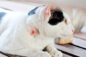 Enfermedades de piel que pueden afectar a tu gato