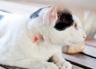 Enfermedades de piel que pueden afectar a tu gato Enfermedades de piel que pueden afectar a tu gato