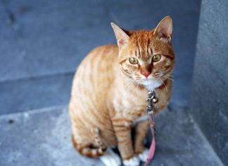 Como adaptar un gato callejero a un hogar