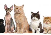 Como evolucionaron los gatos