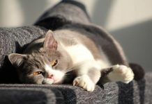 Los gatos y su gran amigo el sol